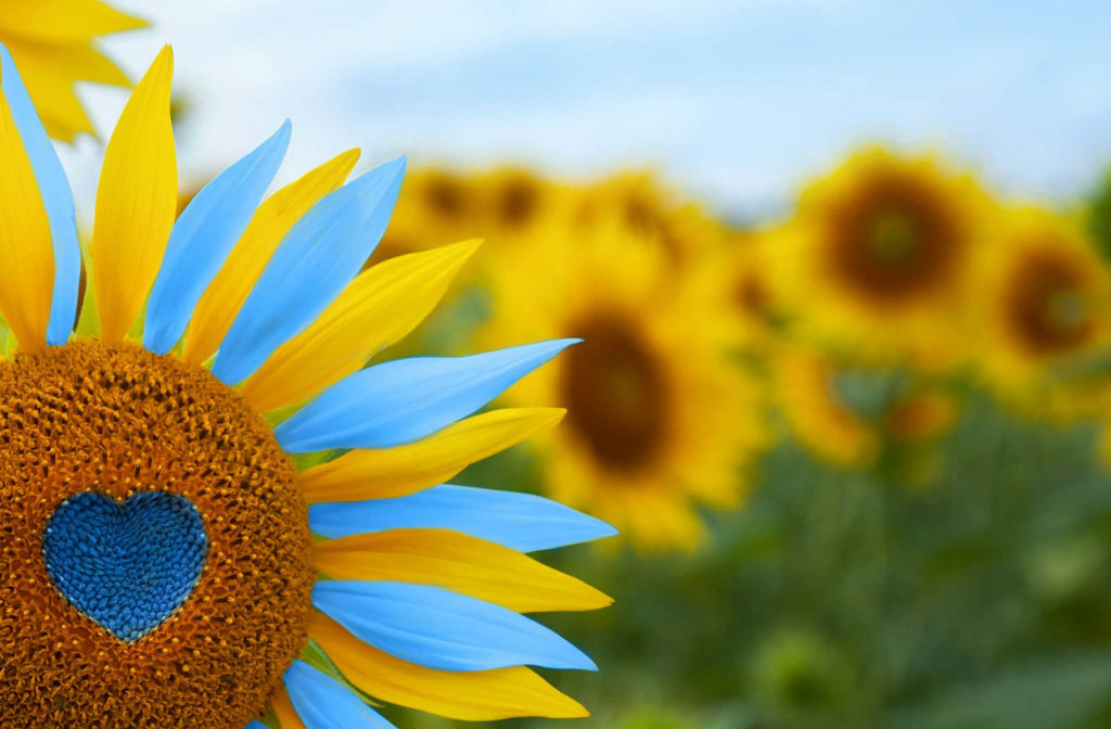 A sunflower with the petals in Ukrainian flag colours.